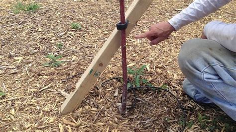 Staking Apple Trees: A Complete Guide For Healthy Growth.